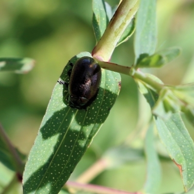 Chrysolina quadrigemina (Greater St Johns Wort beetle) at Wodonga - 22 Oct 2022 by KylieWaldon