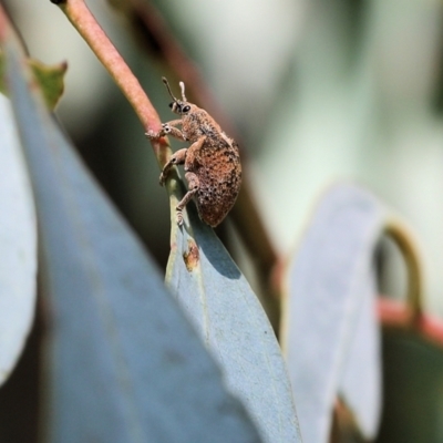 Gonipterus sp. (genus) (Eucalyptus Weevil) at Wodonga, VIC - 23 Oct 2022 by KylieWaldon