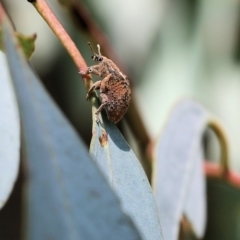 Gonipterus sp. (genus) (Eucalyptus Weevil) at Wodonga, VIC - 22 Oct 2022 by KylieWaldon