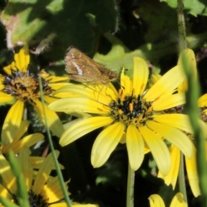 Taractrocera papyria at Wodonga, VIC - 23 Oct 2022 10:15 AM