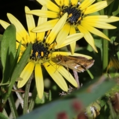Taractrocera papyria at Wodonga, VIC - 23 Oct 2022 10:15 AM