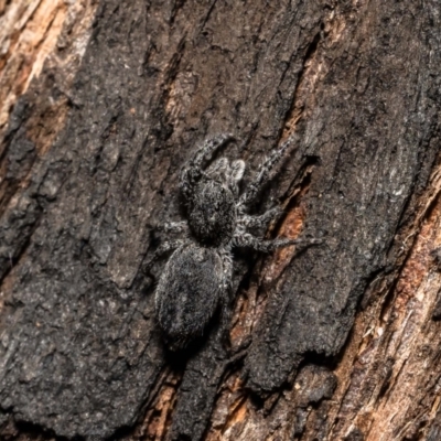 Unidentified Jumping or peacock spider (Salticidae) at Pennant Hills, NSW - 22 Oct 2022 by Roger