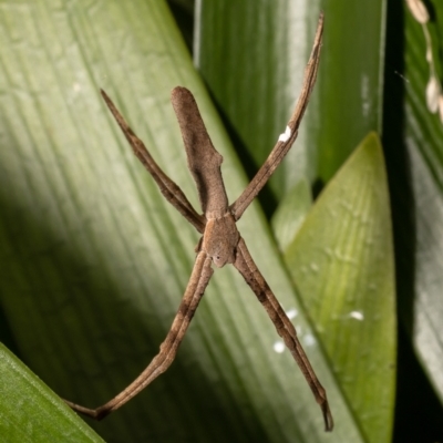 Unidentified Other hunting spider at West Pennant Hills, NSW - 22 Oct 2022 by Roger