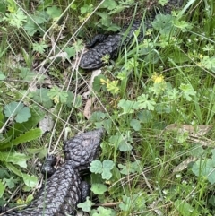 Tiliqua rugosa (Shingleback Lizard) at Mount Majura - 19 Oct 2022 by JaneR