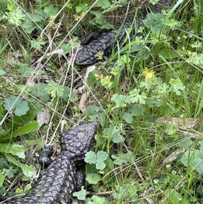 Tiliqua rugosa (Shingleback Lizard) at Hackett, ACT - 19 Oct 2022 by JaneR