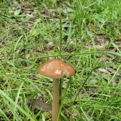 Oudemansiella gigaspora group (Rooting Shank) at Lake Ginninderra - 23 Oct 2022 by HughCo