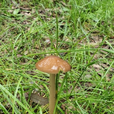 Oudemansiella 'radicata group' (Rooting shank) at Belconnen, ACT - 23 Oct 2022 by HughCo