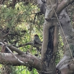 Neochmia temporalis (Red-browed Finch) at Lake Ginninderra - 23 Oct 2022 by HughCo