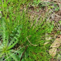 Schoenus apogon (Common Bog Sedge) at Belconnen, ACT - 23 Oct 2022 by HughCo