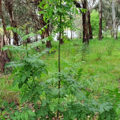 Fraxinus angustifolia subsp. angustifolia (Desert Ash) at Belconnen, ACT - 23 Oct 2022 by HughCo