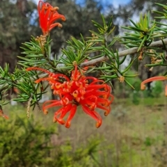 Grevillea juniperina (Grevillea) at Lake Ginninderra - 23 Oct 2022 by HughCo