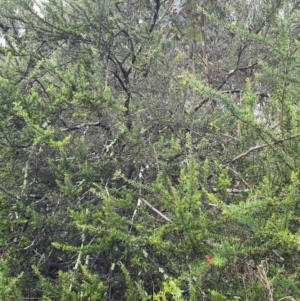 Grevillea juniperina at Belconnen, ACT - 23 Oct 2022