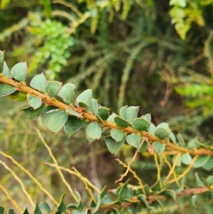 Acacia pravissima at Belconnen, ACT - 23 Oct 2022 11:34 AM