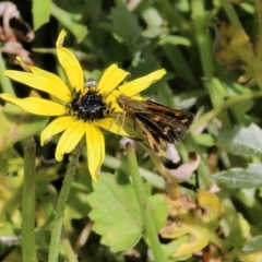 Taractrocera papyria (White-banded Grass-dart) at Wodonga, VIC - 23 Oct 2022 by KylieWaldon