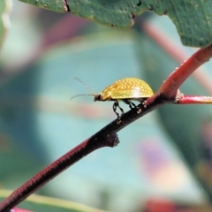 Paropsisterna cloelia (Eucalyptus variegated beetle) at Wodonga - 22 Oct 2022 by KylieWaldon