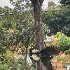 Zanda funerea (Yellow-tailed Black-Cockatoo) at Macquarie, ACT - 24 Oct 2022 by AdamMc