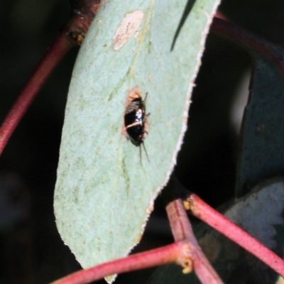 Ellipsidion sp. (genus) (A diurnal cockroach) at Wodonga - 22 Oct 2022 by KylieWaldon