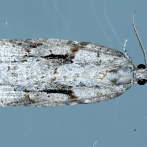 Acropolitis (genus) at Ainslie, ACT - 20 Oct 2022