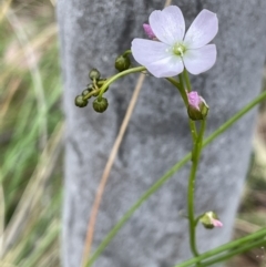 Drosera auriculata (Tall Sundew) at Hackett, ACT - 19 Oct 2022 by JaneR