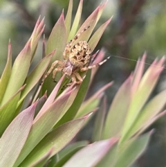 Araneus hamiltoni (Hamilton's Orb Weaver) at Mount Majura - 13 Oct 2022 by JaneR