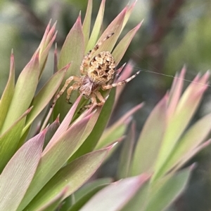 Araneus hamiltoni at Watson, ACT - 13 Oct 2022