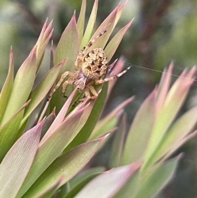 Araneus hamiltoni (Hamilton's Orb Weaver) at Mount Majura - 13 Oct 2022 by JaneR