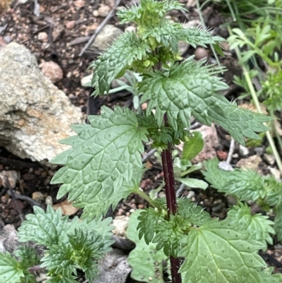 Urtica urens (Small Nettle) at Watson, ACT - 13 Oct 2022 by JaneR