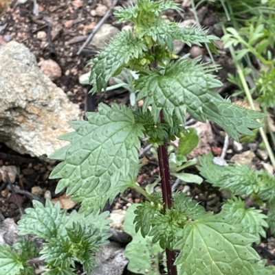 Urtica urens (Small Nettle) at Mount Majura - 13 Oct 2022 by JaneR