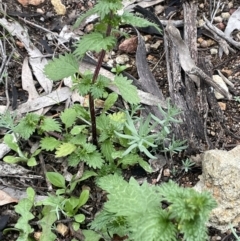 Urtica urens at Watson, ACT - 13 Oct 2022 06:28 PM