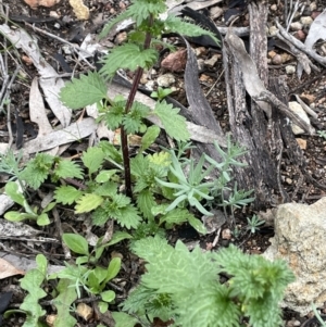 Urtica urens at Watson, ACT - 13 Oct 2022 06:28 PM