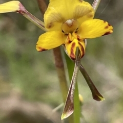 Diuris pardina (Leopard Doubletail) at Mount Majura - 19 Oct 2022 by JaneR