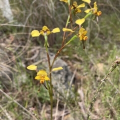 Diuris pardina at Hackett, ACT - 19 Oct 2022