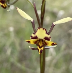 Diuris pardina (Leopard Doubletail) at Mount Majura - 14 Oct 2022 by JaneR