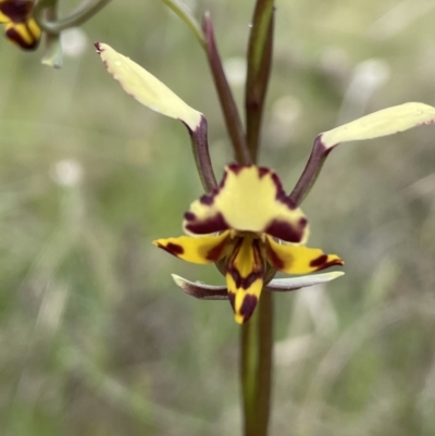 Diuris pardina (Leopard Doubletail) at Watson, ACT - 14 Oct 2022 by JaneR