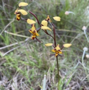 Diuris pardina at Watson, ACT - 14 Oct 2022