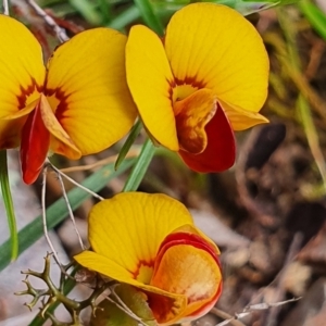 Bossiaea buxifolia at Gundaroo, NSW - 19 Oct 2022 02:02 PM