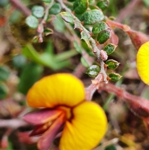 Bossiaea buxifolia at Gundaroo, NSW - 19 Oct 2022 02:02 PM