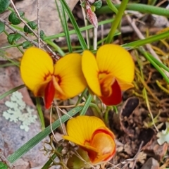 Bossiaea buxifolia at Gundaroo, NSW - 19 Oct 2022 02:02 PM