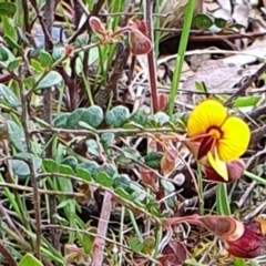 Bossiaea buxifolia at Gundaroo, NSW - 19 Oct 2022