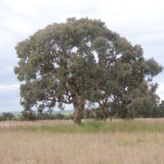 Eucalyptus bridgesiana (Apple Box) at Boorowa, NSW - 23 Oct 2022 by MichaelBedingfield