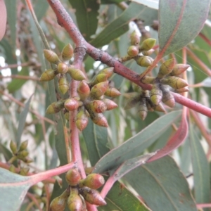 Eucalyptus bridgesiana at Boorowa, NSW - 23 Oct 2022