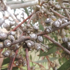 Eucalyptus bridgesiana at Tarengo Reserve (Boorowa) - 23 Oct 2022