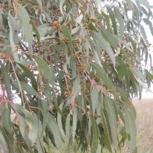 Eucalyptus bridgesiana at Tarengo Reserve (Boorowa) - 23 Oct 2022