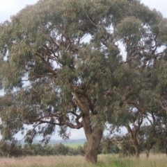 Eucalyptus bridgesiana at Tarengo Reserve (Boorowa) - 23 Oct 2022