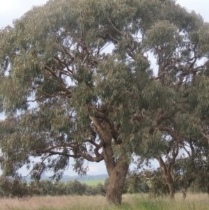 Eucalyptus bridgesiana at Tarengo Reserve (Boorowa) - 23 Oct 2022