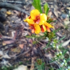 Dillwynia sericea (Egg And Bacon Peas) at Corang, NSW - 24 Oct 2022 by LeonieWood