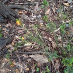 Dillwynia sericea at Corang, NSW - 24 Oct 2022