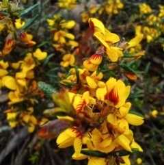 Pultenaea (genus) (bush peas) at Corang, NSW - 23 Oct 2022 by LeonieWood
