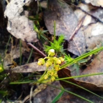 Lomandra filiformis subsp. filiformis (Wattle Matrush) at Corang, NSW - 24 Oct 2022 by LeonieWood