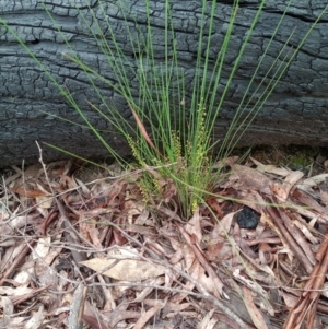 Lomandra filiformis subsp. filiformis at Corang, NSW - 24 Oct 2022